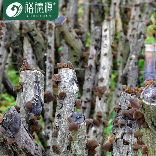 裕德源有机段木通江黑木耳200g家庭装 三级 商品图2