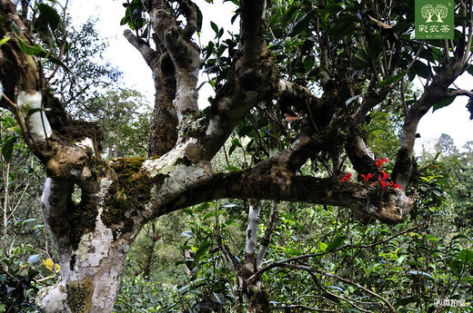 彩农茶｜景迈2020头春古树青饼 商品图7