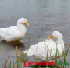 【珠三角包邮】白鸭 3-3.5斤/ 只  （2月20日到货） 商品缩略图1