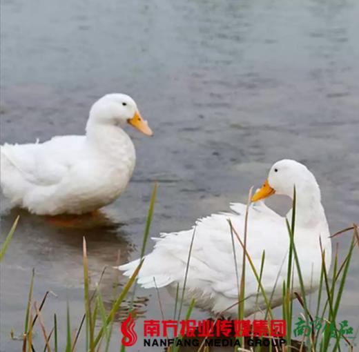 【珠三角包邮】白鸭 3-3.5斤/ 只  （2月20日到货） 商品图1