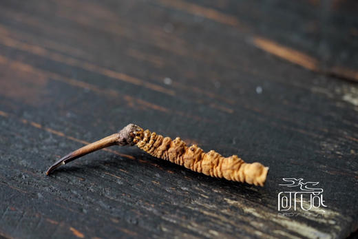 大断草（西藏那曲） 商品图1