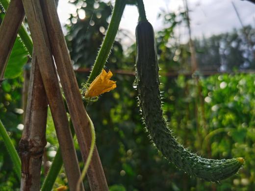 小毛驴市民农园自产蔬菜包 单次体验 北京包邮 商品图2