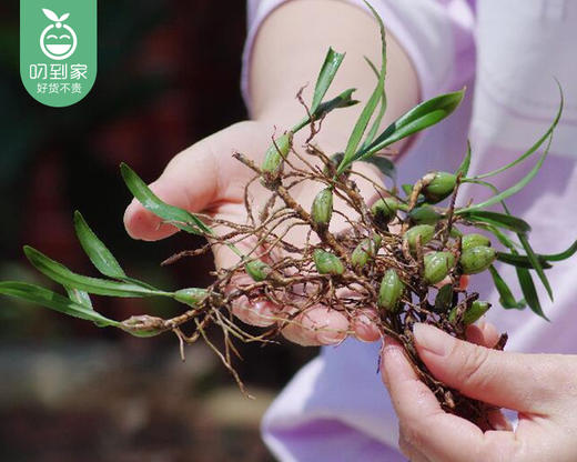 【叼鲜蔬】三明新鲜石橄榄/1份（100g±10g） 商品图4