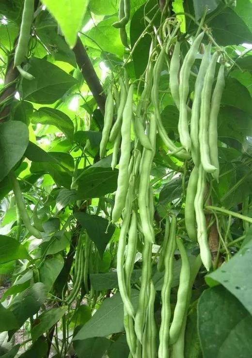 小毛驴市民农园自产蔬菜包 单次体验 北京包邮 商品图3