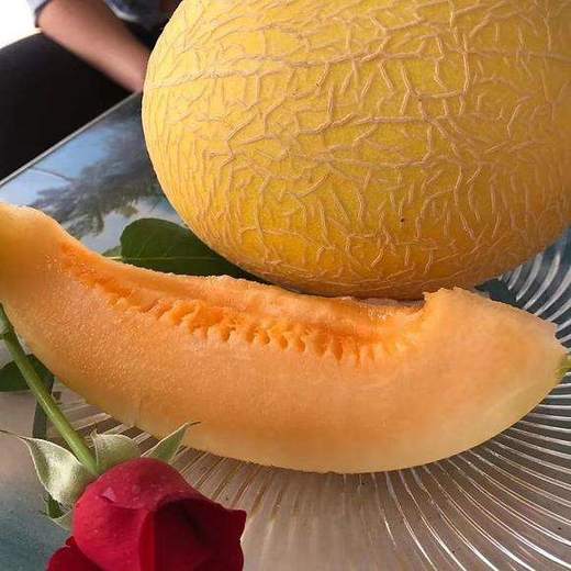至爱蜜瓜(1个,黄皮)
