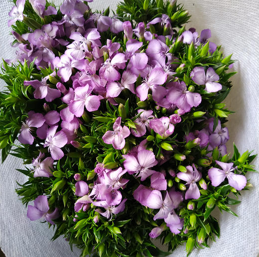 青梅-若干枝/扎 - 阅花鲜花