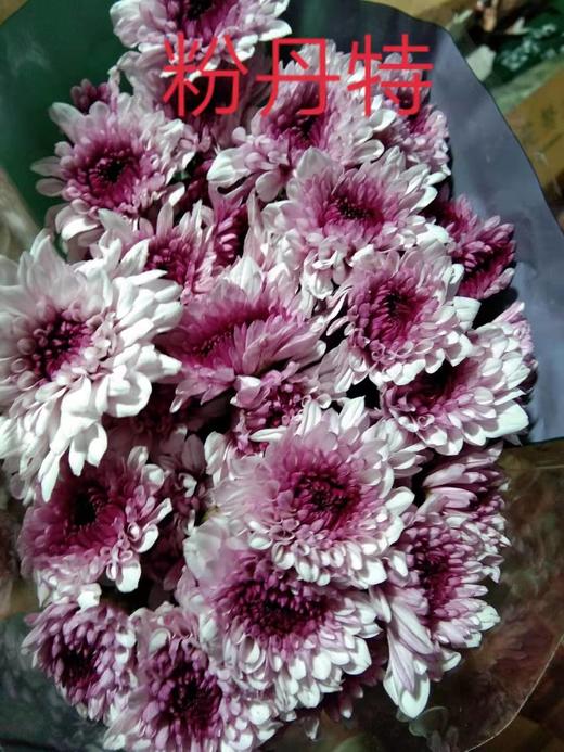 【精品小菊】粉丹特 10支/扎 商品图4