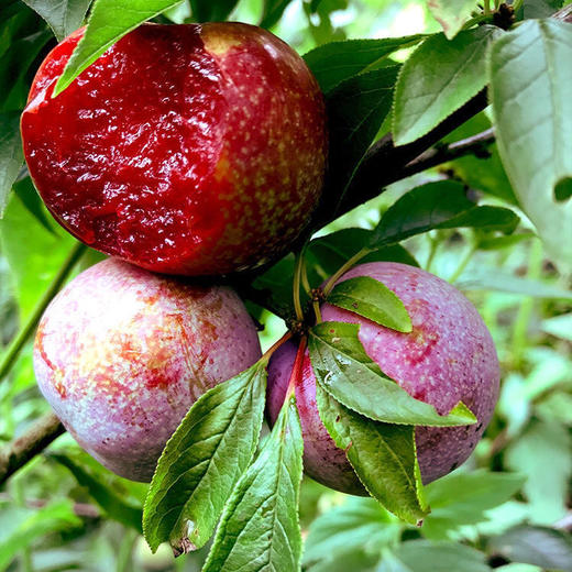 【精选】福建 芙蓉李 5a级品质 酸甜适口 爽脆多汁