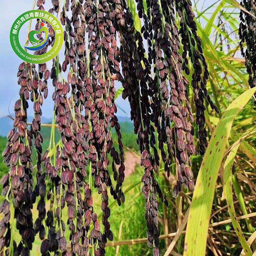 【贝江村】融水高山紫黑香糯