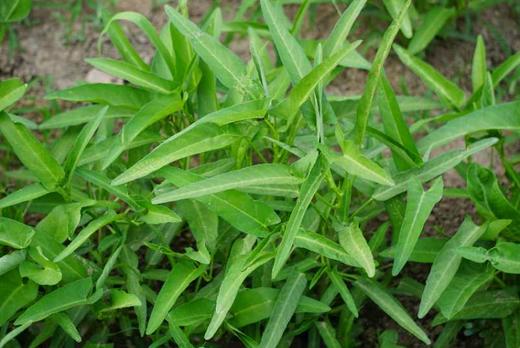 小毛驴市民农园自产蔬菜包 单次体验 北京包邮 商品图6