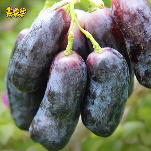 【ems空运】土哆哆云南大理金手指黑提果肉紧实脆甜多汁