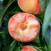 【庞各庄毛桃】12头/箱，5斤装，有机肥料种植，桃香浓郁 商品缩略图1