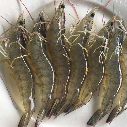 【50元3斤】小号活虾（1501726） 商品图0