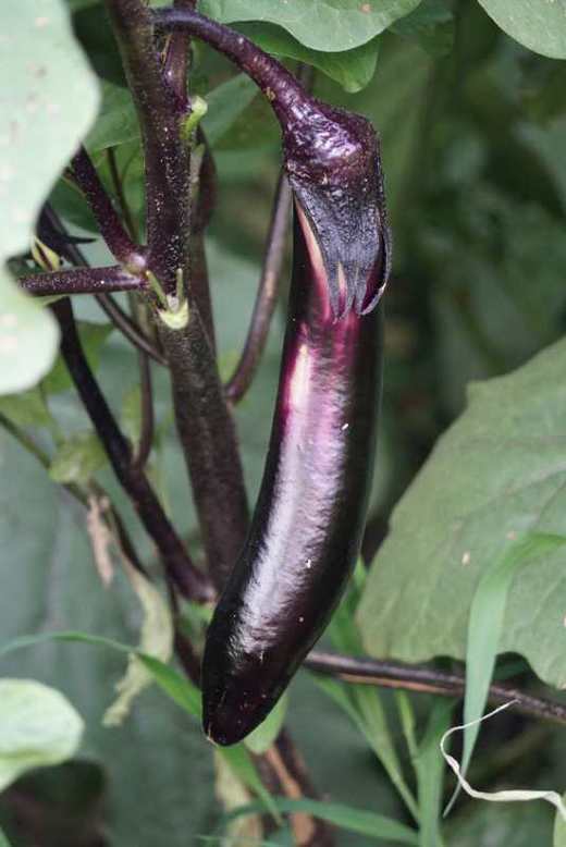 小毛驴市民农园自产蔬菜包 单次体验 北京包邮 商品图7