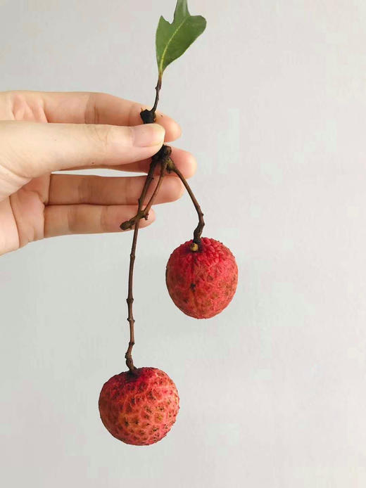 水晶球荔枝稀罕货啊这个别说吃我连听都是第一次听到日本引种国内种植