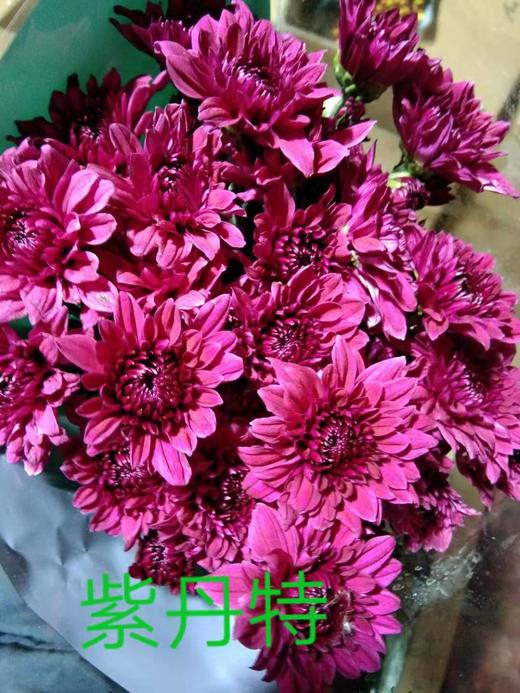【精品小菊】紫丹特 10支/扎 商品图4