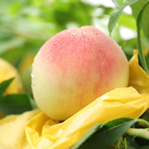 产地直发阳山白凤水蜜桃大果个头大水分足甜度高6头份035