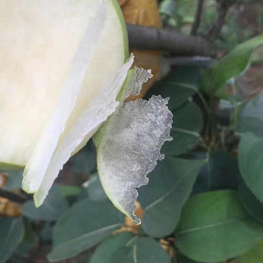 四川 乐至 绿宝石 苹果梨 细腻多汁儿 冷藏保存【28日16:30下架】 商品图1