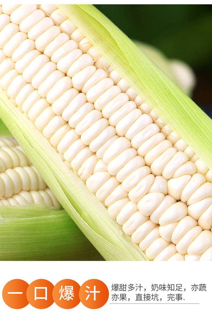限时团购周五发货湖南郴州白美人玉米