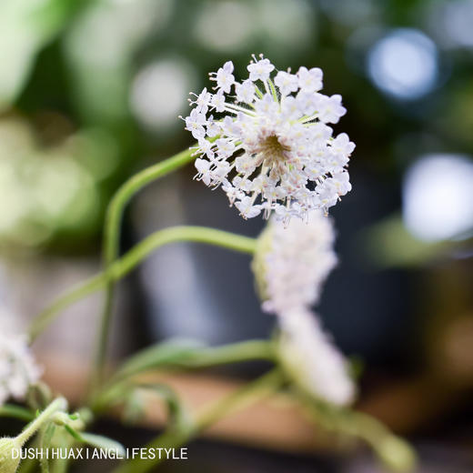 翠珠鲜切花-全场满99元三公里包邮