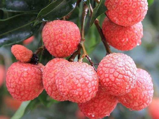 ly状元红荔枝450500g