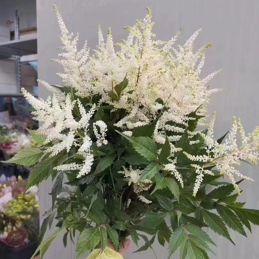 配-络新妇-白色-10支/扎 商品图0