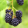 【1盒|黑树莓】现摘新鲜黑树莓1盒(重约500g) 【当天提货】 商品缩略图2