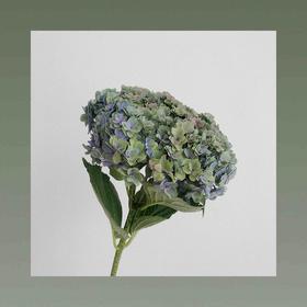 秋绣球 可以做干花的品种