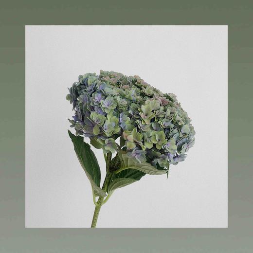 秋绣球 可以做干花的品种 商品图0