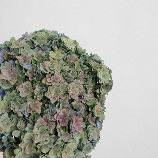 秋绣球 可以做干花的品种 商品图1