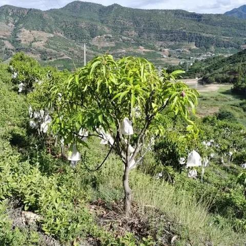 生态芒果干 | 合作生产 *Eco- Dry mango | Coproduction 商品图4