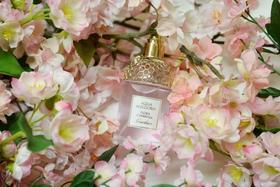 花草水语 - 樱花草木 Aqua Allegoria Flora Cherrysia「甜美清润的樱花 想谈甜甜的恋爱 想现在就去见你」