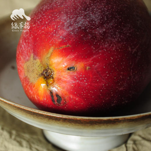 生态楚雄芒果 | 合作生产 *Ecological mango | Coproduction 商品图4