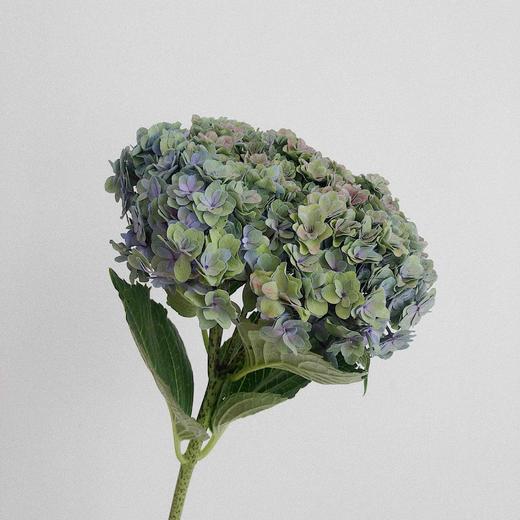 秋绣球 可以做干花的品种 商品图2