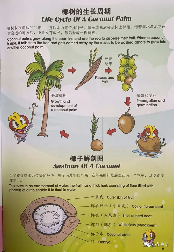 新加坡科学杂志 小小科学家 双语 The Young Scientists 探究中搞清科学原理