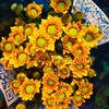菊花-上海小菊-桔星-10枝/扎 商品缩略图0