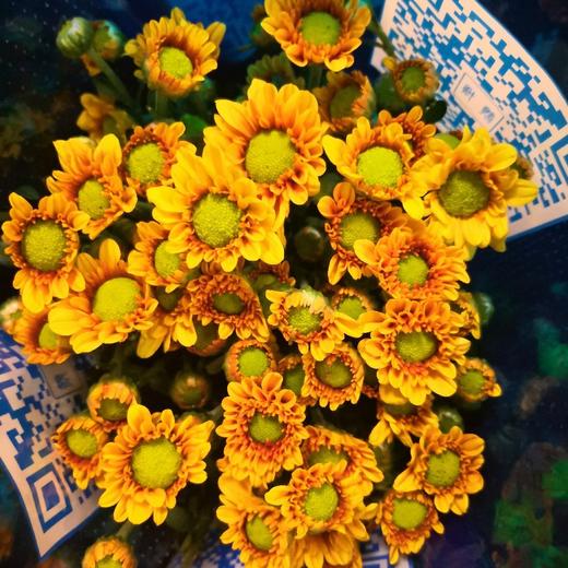 菊花-上海小菊-桔星-10枝/扎 商品图0