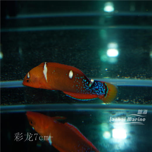 白点红龙（成鱼）彩龙 商品图6