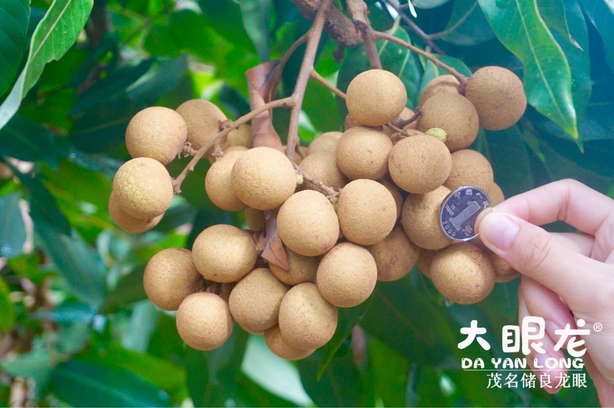 2,是龙眼中著名珍稀优良品种3,1970年以来在龙眼选育和评比中屡居第一