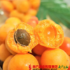 【全国快递】听甜-知杏  蜂蜜小红杏 果重约1000g±100g/箱（48小时之内发货） 商品缩略图1