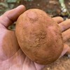 助农云南 它可能带着土但是却有温度 云南高原红皮黄心土豆中果 5斤装 商品缩略图3