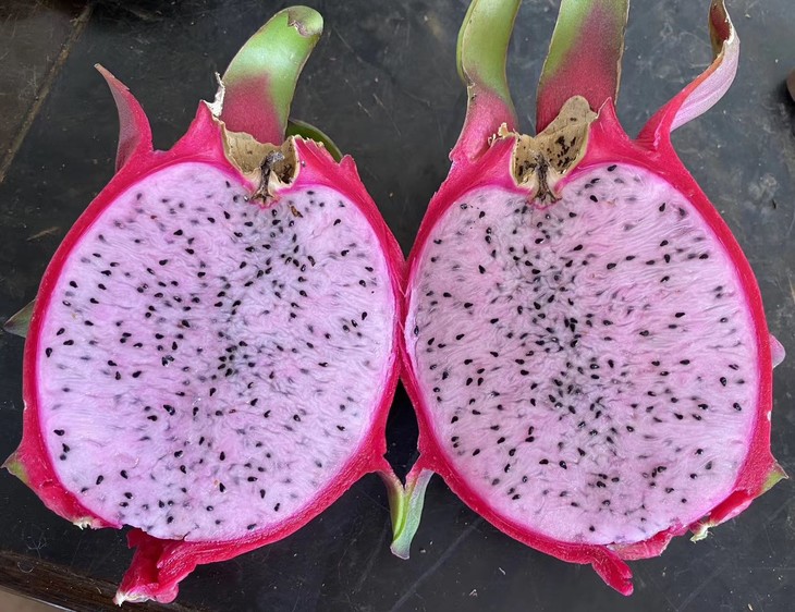 新鲜上市新品 火龙果粉色佳人 现摘现发特价抢先包邮尝鲜 嫩粉心