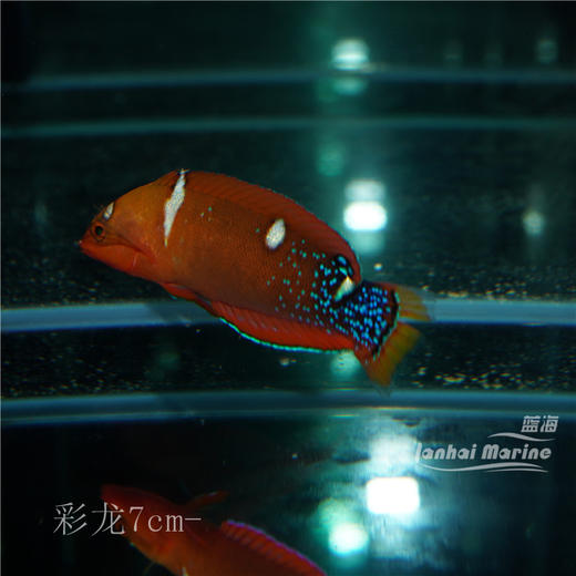 白点红龙（成鱼）彩龙 商品图5