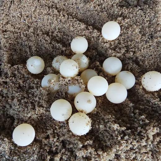 新鲜甲鱼蛋 王八乌龟蛋鳖蛋 非鸡蛋鸭蛋鹅蛋 营养丰