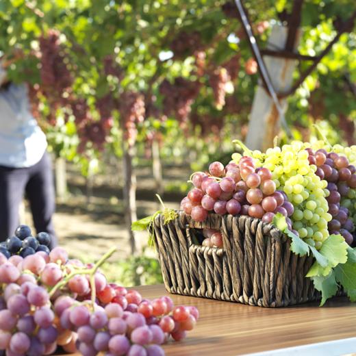 爱神玫瑰葡萄1斤装 商品图1