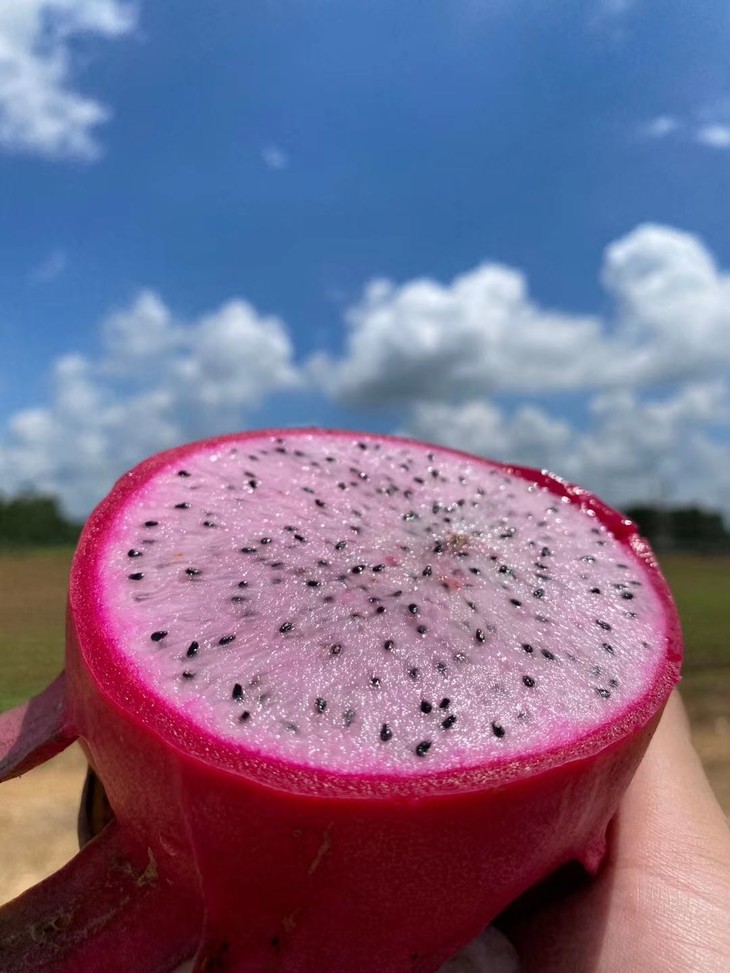 新鲜上市新品 火龙果粉色佳人 现摘现发特价抢先包邮尝鲜 嫩粉心