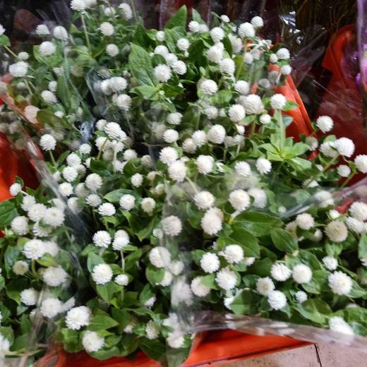 每日福利千日红白色扎