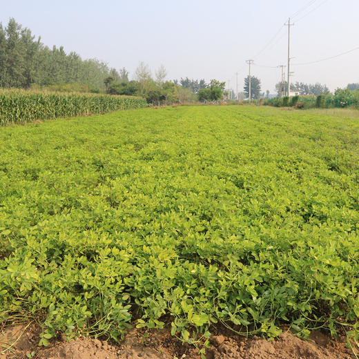 【山区杂粮】山区红皮花生  自然晾晒  颗粒饱满  香醇可口  花生米  350g 商品图4