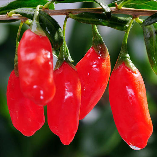 宁夏鲜枸杞中国枸杞之乡严选品质不上火更易于人体吸收