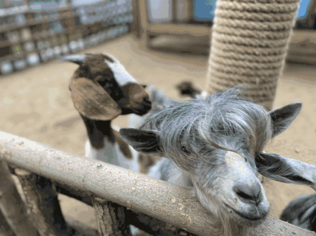 让萌宠家族陪伴你欢乐一夏!